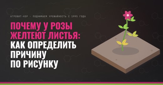 Почему у розы желтеют листья: как определить причину по рисунку — иллюстрация к статье блога АГРОВИТ-КОР