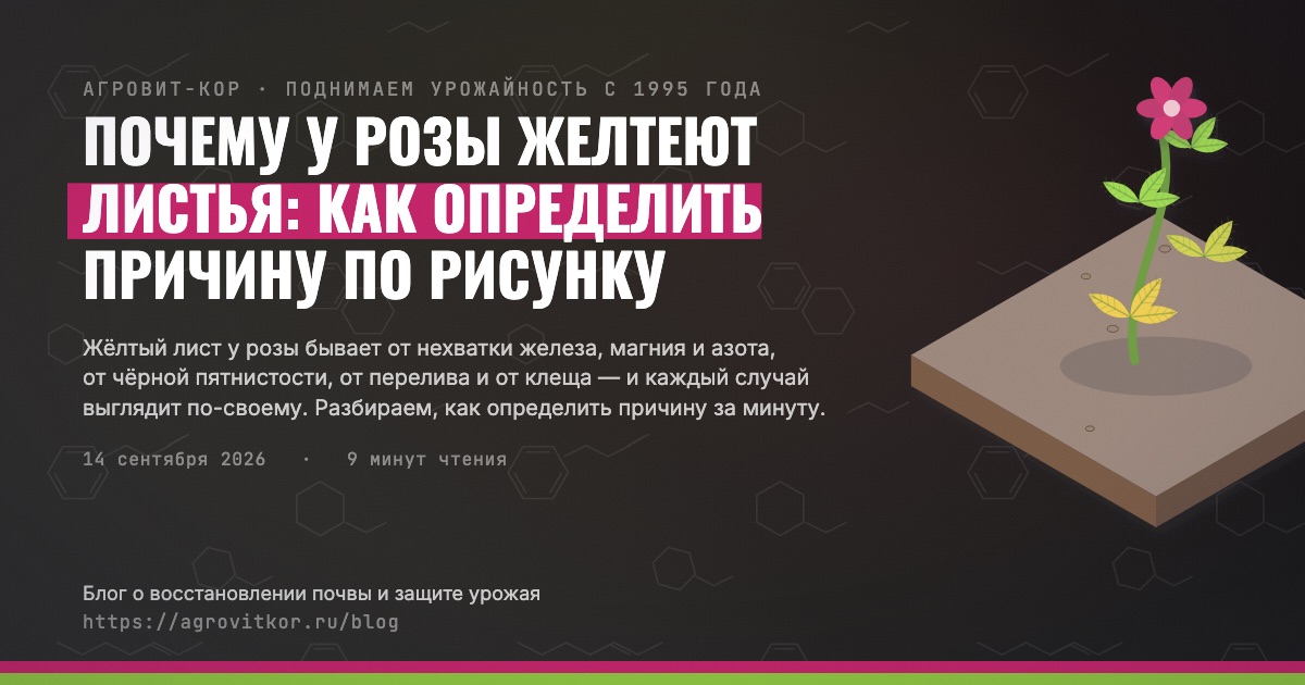 Почему у розы желтеют листья: как определить причину по рисунку — иллюстрация к статье блога АГРОВИТ-КОР