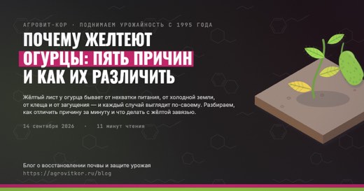 Почему желтеют огурцы: пять причин и как их различить — иллюстрация к статье блога АГРОВИТ-КОР