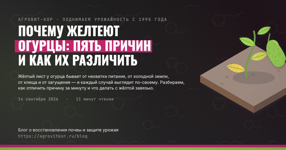 Почему желтеют огурцы: пять причин и как их различить — иллюстрация к статье блога АГРОВИТ-КОР