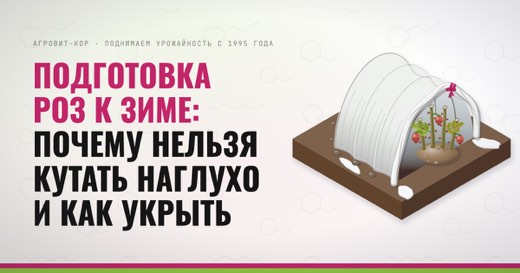 Подготовка роз к зиме: почему нельзя кутать наглухо и как укрыть — иллюстрация к статье блога АГРОВИТ-КОР