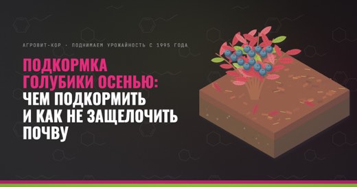Подкормка голубики осенью: чем подкормить и как не защелочить почву — иллюстрация к статье блога АГРОВИТ-КОР