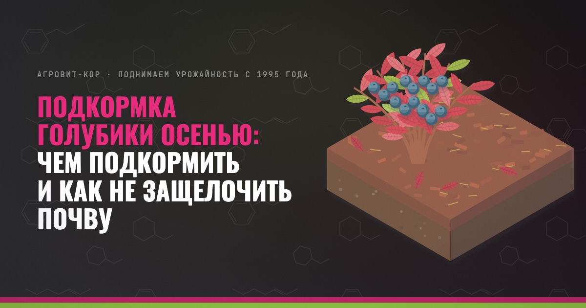 Подкормка голубики осенью: чем подкормить и как не защелочить почву — иллюстрация к статье блога АГРОВИТ-КОР