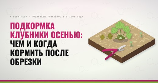 Подкормка клубники осенью: чем и когда кормить после обрезки — иллюстрация к статье блога АГРОВИТ-КОР