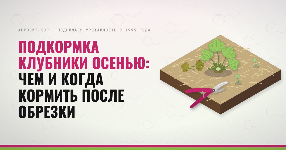 Подкормка клубники осенью: чем и когда кормить после обрезки — иллюстрация к статье блога АГРОВИТ-КОР
