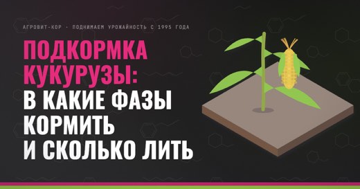 Подкормка кукурузы: в какие фазы кормить и сколько лить — иллюстрация к статье блога АГРОВИТ-КОР