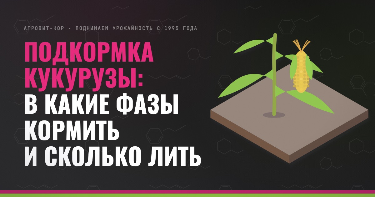 Подкормка кукурузы: в какие фазы кормить и сколько лить — иллюстрация к статье блога АГРОВИТ-КОР