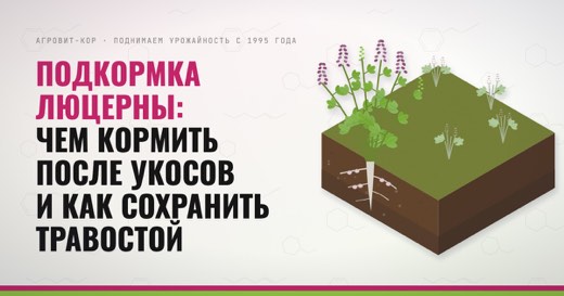 Подкормка люцерны: чем кормить после укосов и как сохранить травостой — иллюстрация к статье блога АГРОВИТ-КОР