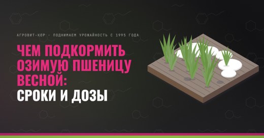 Чем подкормить озимую пшеницу весной: сроки и дозы — иллюстрация к статье блога АГРОВИТ-КОР
