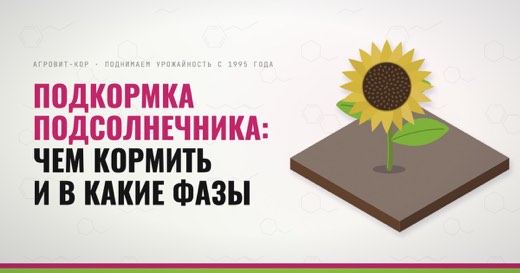Подкормка подсолнечника: чем кормить и в какие фазы — иллюстрация к статье блога АГРОВИТ-КОР