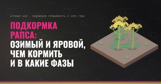 Подкормка рапса: озимый и яровой, чем кормить и в какие фазы — иллюстрация к статье блога АГРОВИТ-КОР