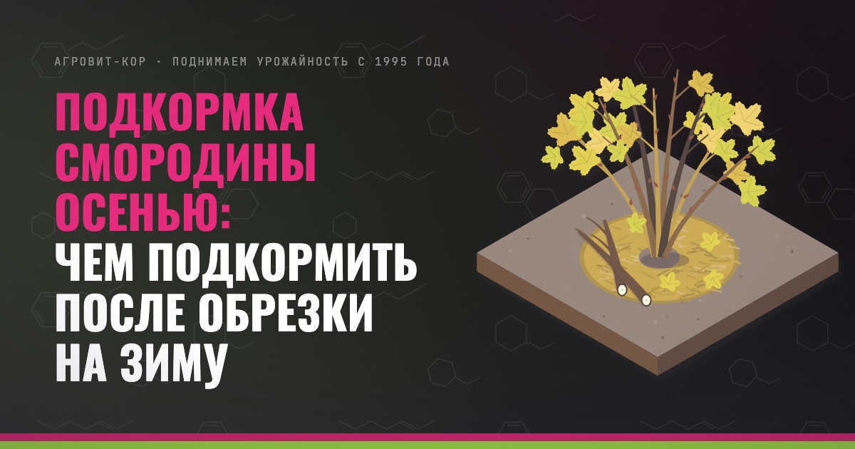 Подкормка смородины осенью: чем подкормить после обрезки на зиму — иллюстрация к статье блога АГРОВИТ-КОР