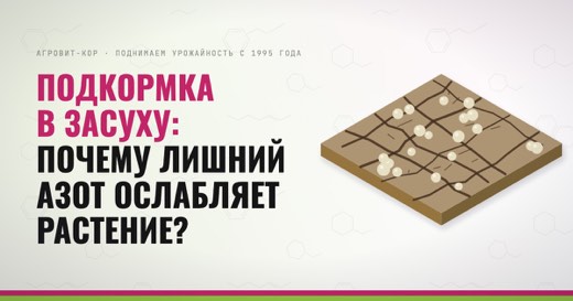 Подкормка в засуху: почему лишний азот ослабляет растение? — иллюстрация к статье блога АГРОВИТ-КОР