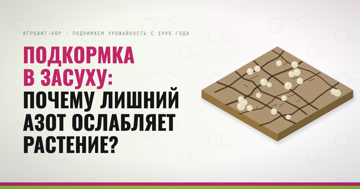Подкормка в засуху: почему лишний азот ослабляет растение? — иллюстрация к статье блога АГРОВИТ-КОР