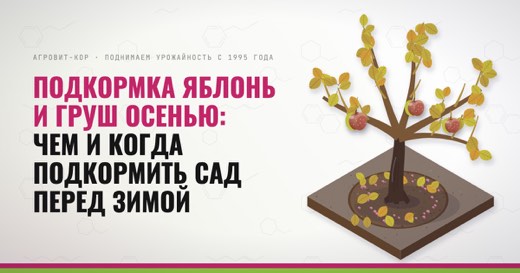 Подкормка яблонь и груш осенью: чем и когда подкормить сад перед зимой — иллюстрация к статье блога АГРОВИТ-КОР