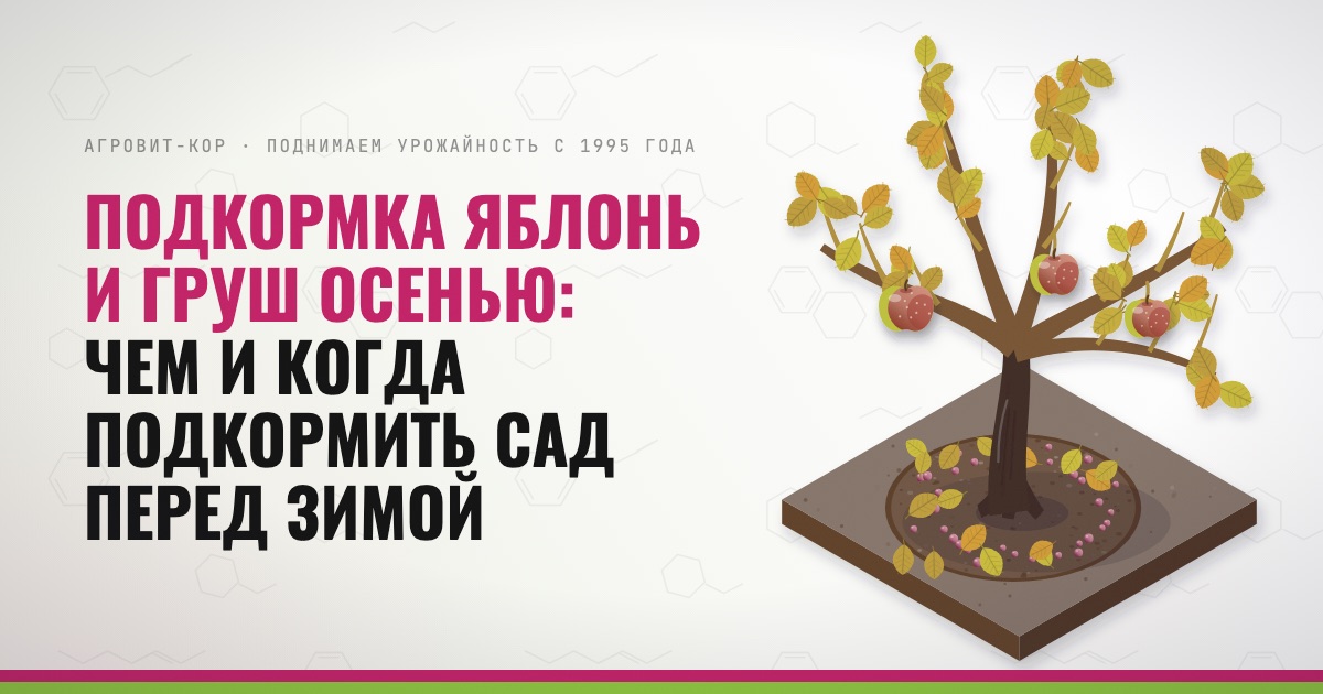 Подкормка яблонь и груш осенью: чем и когда подкормить сад перед зимой — иллюстрация к статье блога АГРОВИТ-КОР
