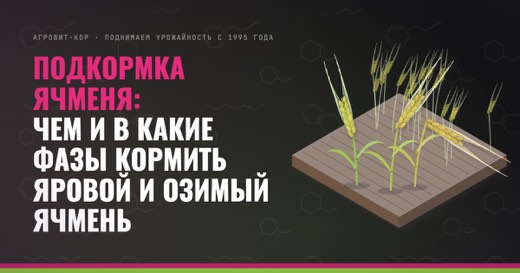 Подкормка ячменя: чем и в какие фазы кормить яровой и озимый ячмень — иллюстрация к статье блога АГРОВИТ-КОР