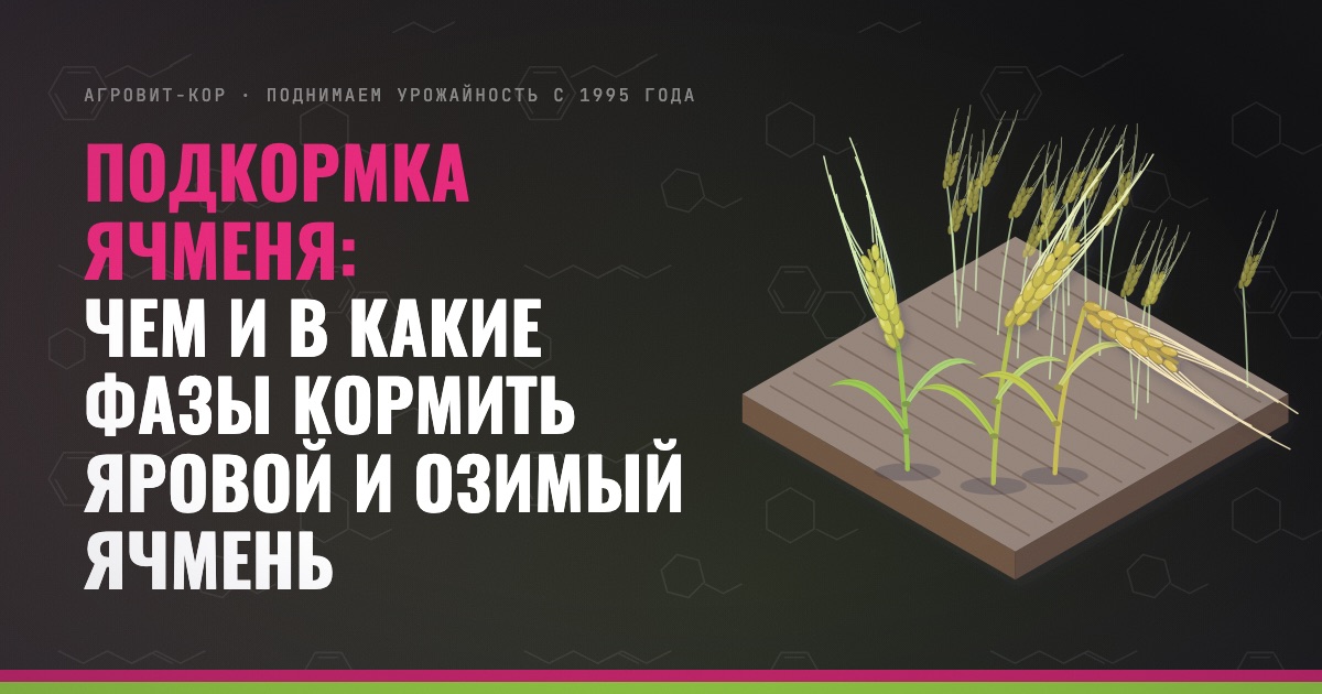Подкормка ячменя: чем и в какие фазы кормить яровой и озимый ячмень — иллюстрация к статье блога АГРОВИТ-КОР