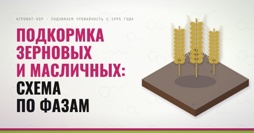 Подкормка зерновых и масличных: схема по фазам — иллюстрация к статье блога АГРОВИТ-КОР