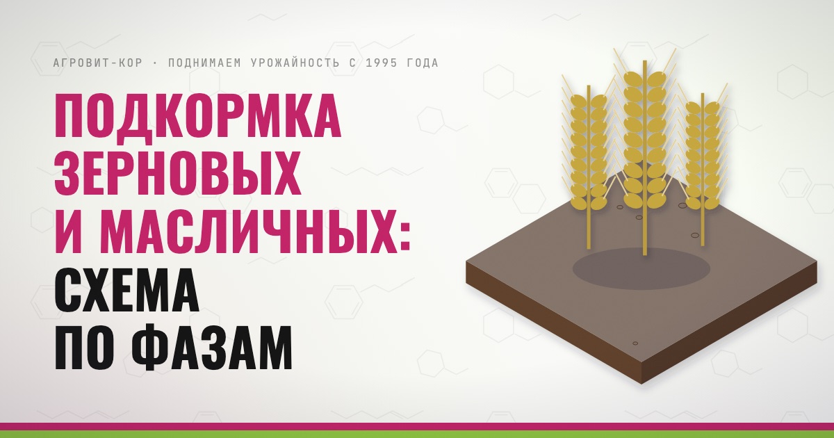 Подкормка зерновых и масличных: схема по фазам — иллюстрация к статье блога АГРОВИТ-КОР