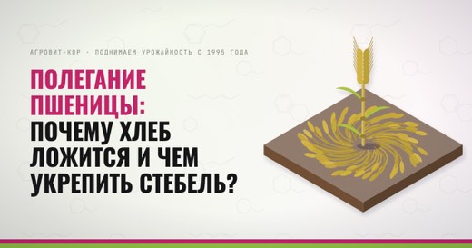 Полегание пшеницы: почему хлеб ложится и чем укрепить стебель? — иллюстрация к статье блога АГРОВИТ-КОР