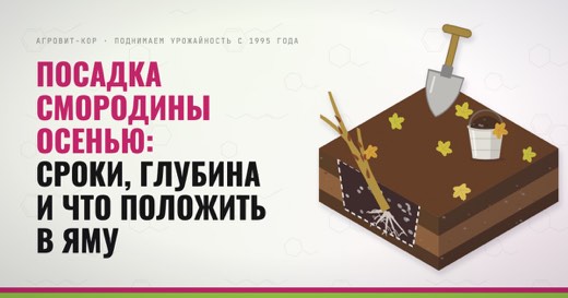 Посадка смородины осенью: сроки, глубина и что положить в яму — иллюстрация к статье блога АГРОВИТ-КОР