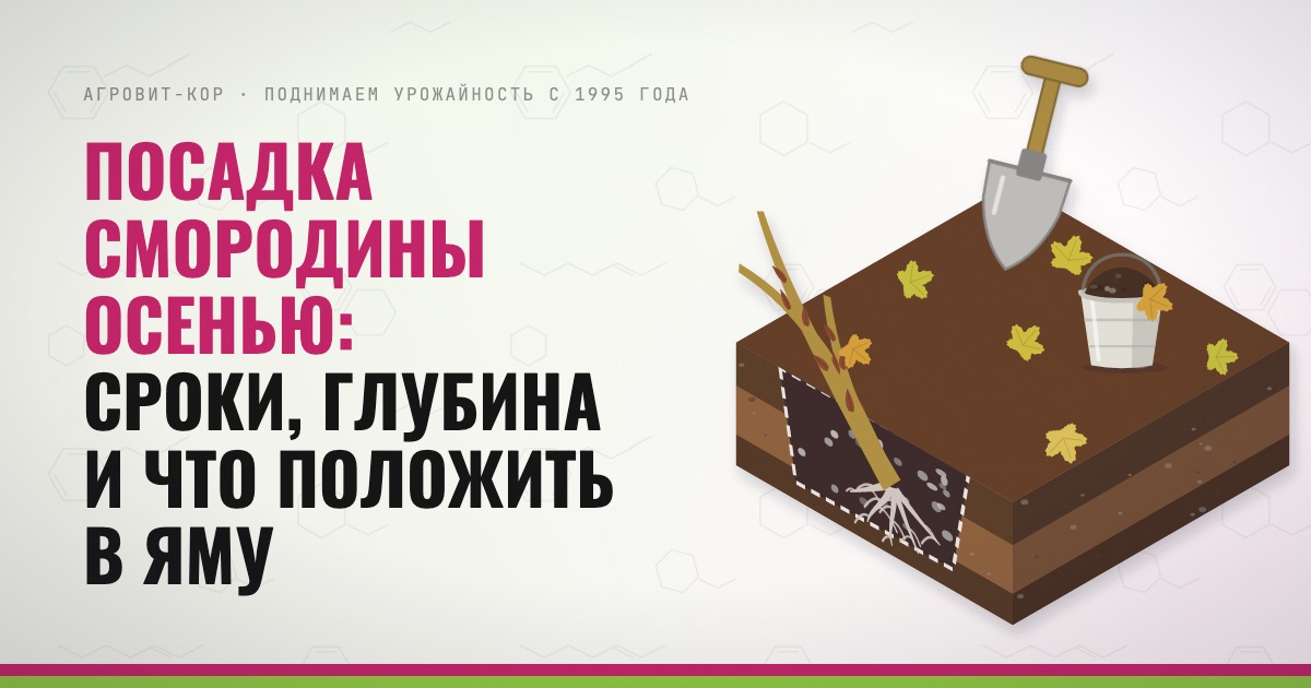 Посадка смородины осенью: сроки, глубина и что положить в яму — иллюстрация к статье блога АГРОВИТ-КОР