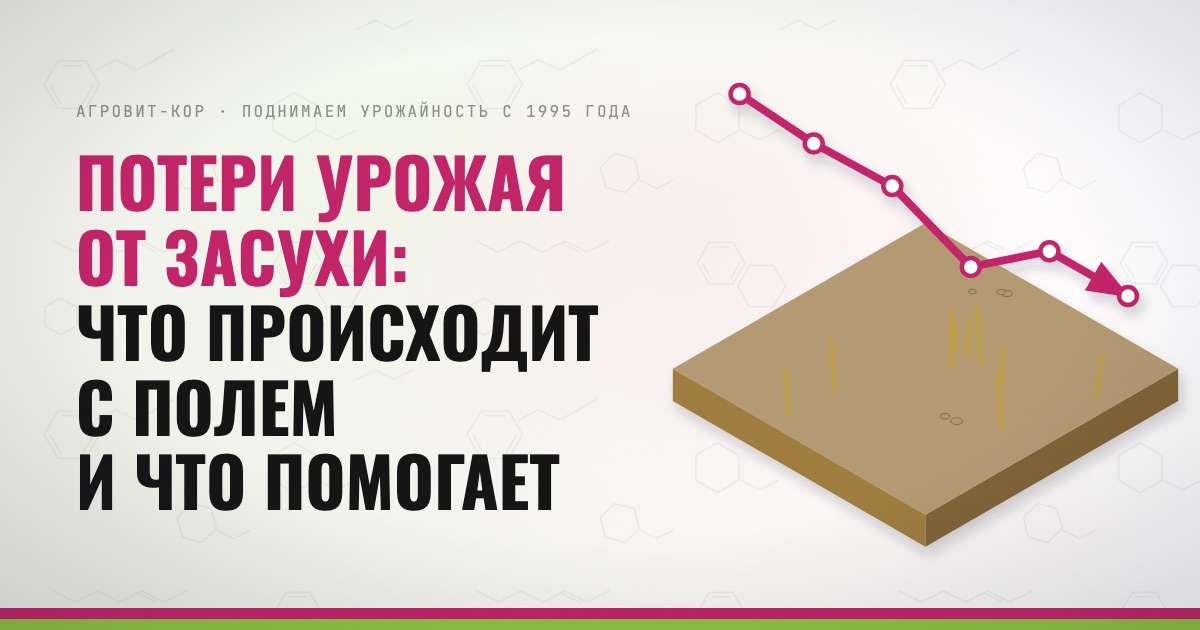Потери урожая от засухи: что происходит с полем и что помогает — иллюстрация к статье блога АГРОВИТ-КОР