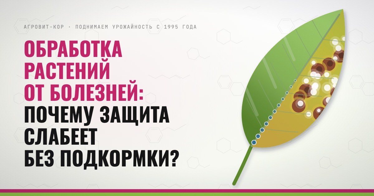 Обработка растений от болезней: почему защита слабеет без подкормки? — иллюстрация к статье блога АГРОВИТ-КОР