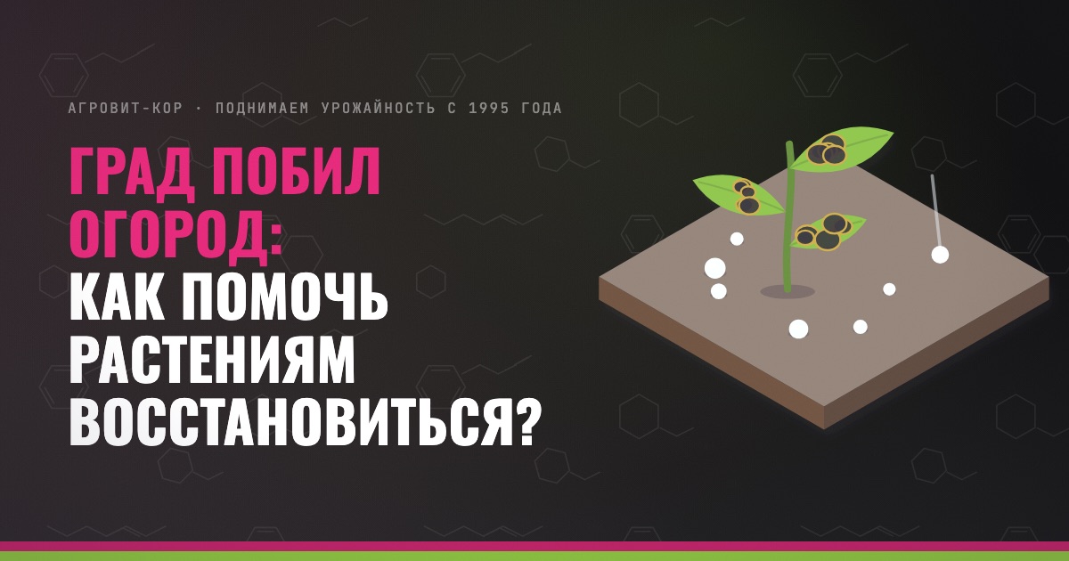 Град побил огород: как помочь растениям восстановиться? — иллюстрация к статье блога АГРОВИТ-КОР