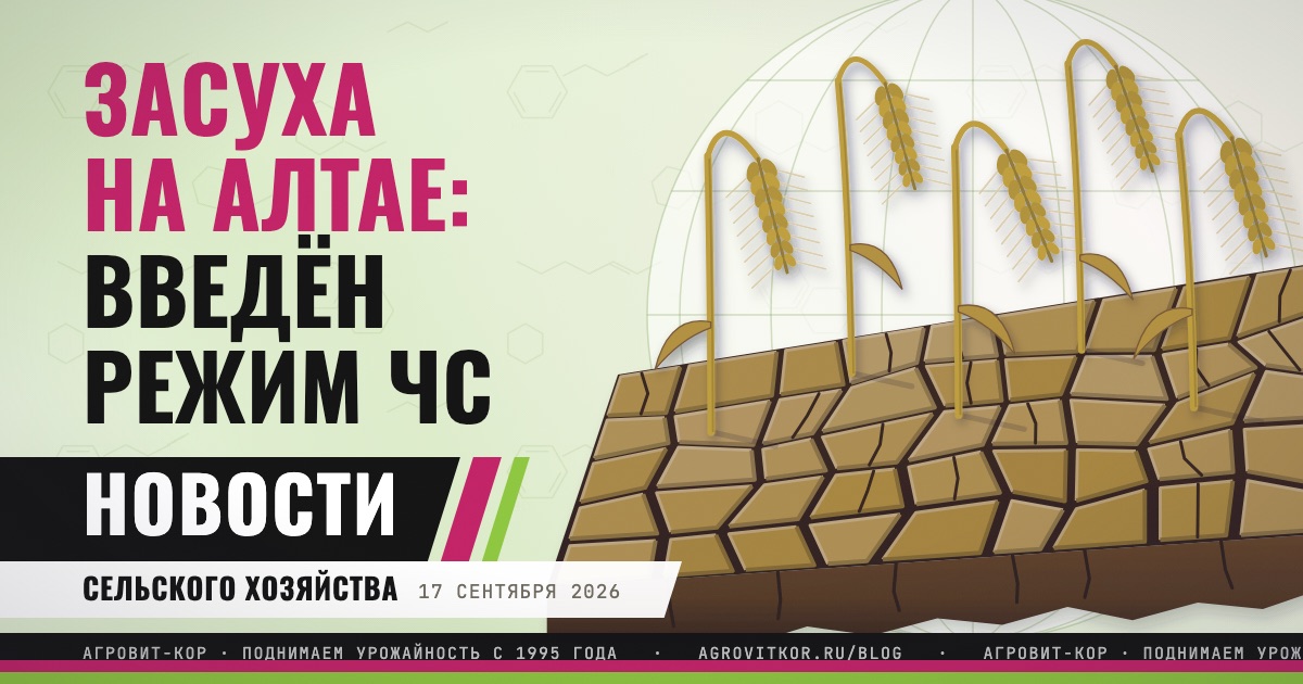Засуха в Алтайском крае: режим ЧС и что он меняет для хозяйств — иллюстрация к статье блога АГРОВИТ-КОР