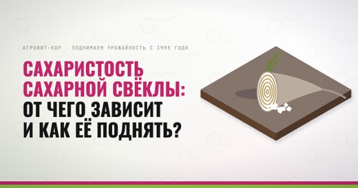 Сахаристость сахарной свёклы: от чего зависит и как её поднять? — иллюстрация к статье блога АГРОВИТ-КОР