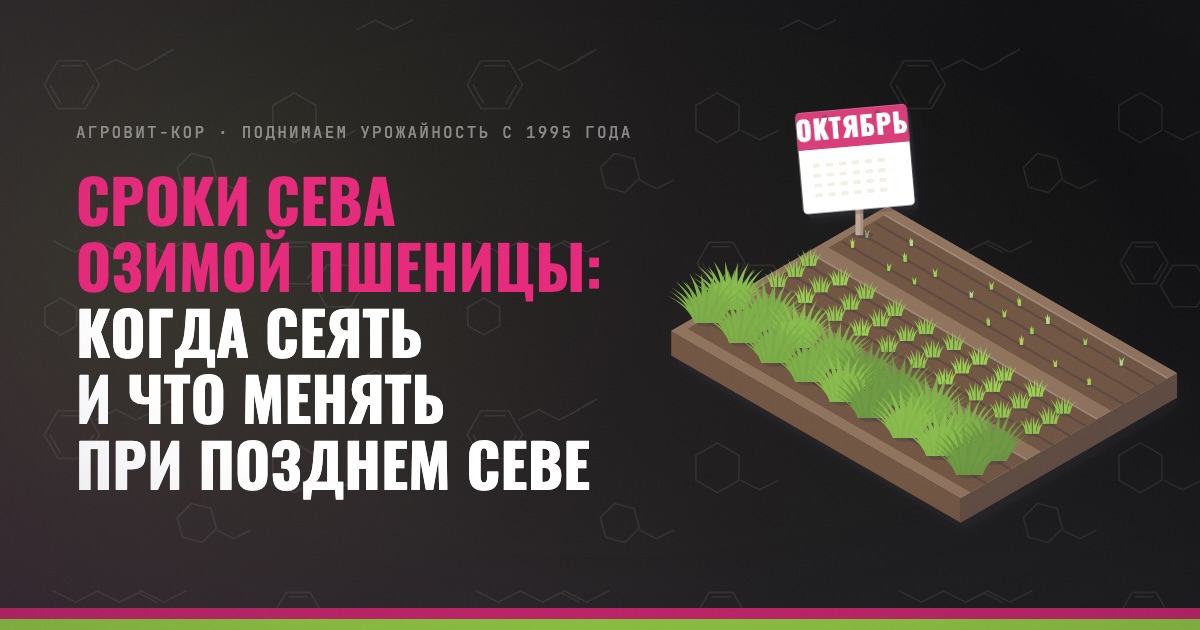 Сроки сева озимой пшеницы: когда сеять и что менять при позднем севе — иллюстрация к статье блога АГРОВИТ-КОР
