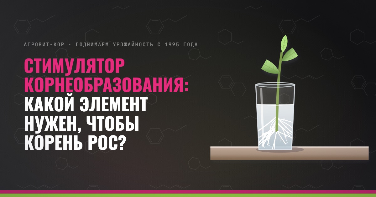 Стимулятор корнеобразования: какой элемент нужен, чтобы корень рос? — иллюстрация к статье блога АГРОВИТ-КОР