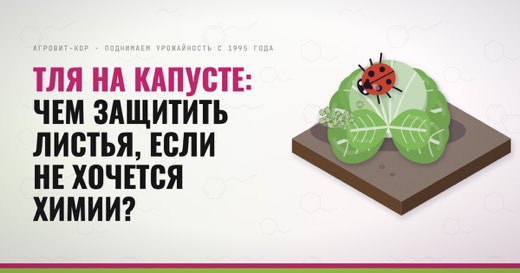 Тля на капусте: чем защитить листья, если не хочется химии? — иллюстрация к статье блога АГРОВИТ-КОР
