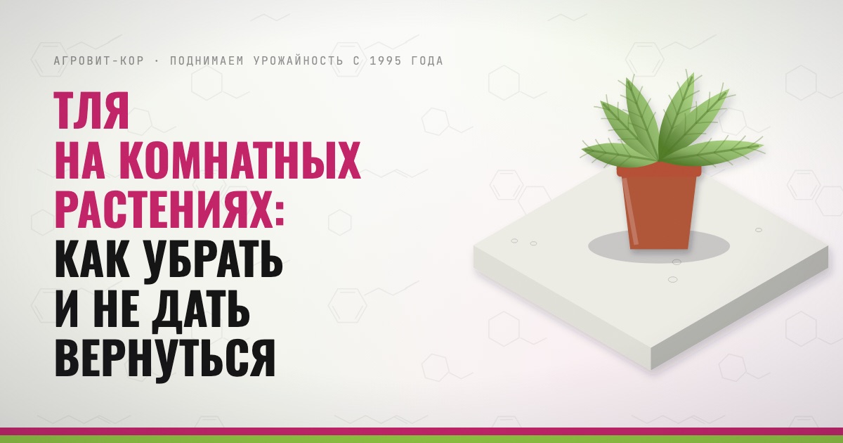 Тля на комнатных растениях: как убрать и не дать вернуться — иллюстрация к статье блога АГРОВИТ-КОР