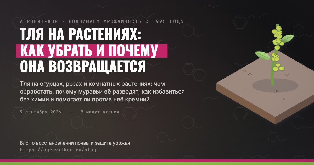 Тля на растениях: как убрать и почему она возвращается — иллюстрация к статье блога АГРОВИТ-КОР