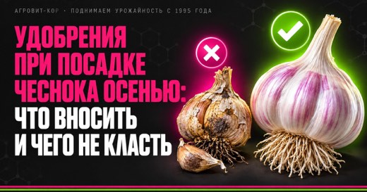 Удобрения при посадке чеснока осенью: что вносить и чего не класть — иллюстрация к статье блога АГРОВИТ-КОР