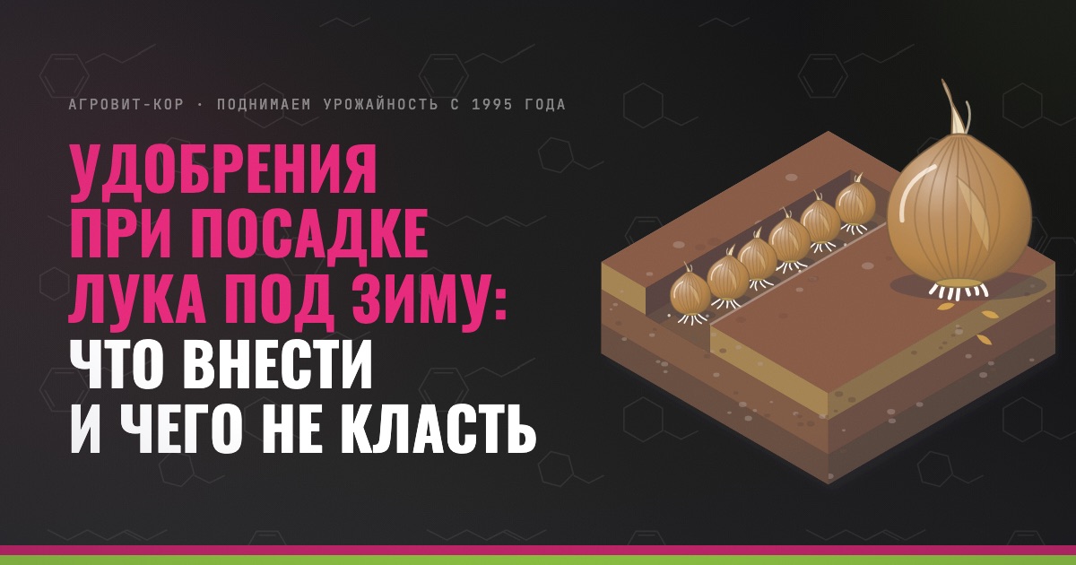 Удобрения при посадке лука под зиму: что внести и чего не класть — иллюстрация к статье блога АГРОВИТ-КОР