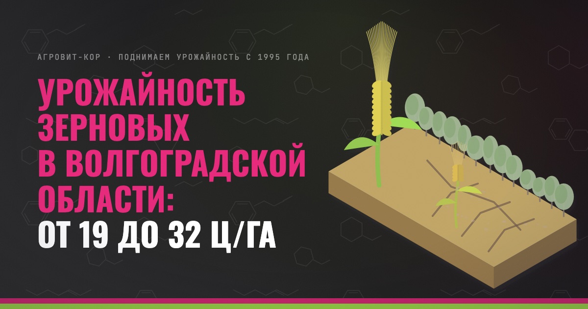 Урожайность зерновых в Волгоградской области: от 19 до 32 ц/га — иллюстрация к статье блога АГРОВИТ-КОР