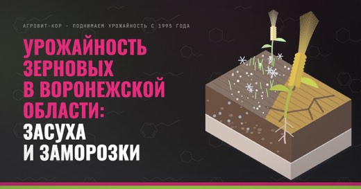 Урожайность зерновых в Воронежской области: засуха и заморозки — иллюстрация к статье блога АГРОВИТ-КОР