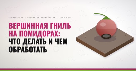 Вершинная гниль на помидорах: что делать и чем обработать — иллюстрация к статье блога АГРОВИТ-КОР
