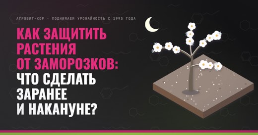 Как защитить растения от заморозков: что сделать заранее и накануне? — иллюстрация к статье блога АГРОВИТ-КОР