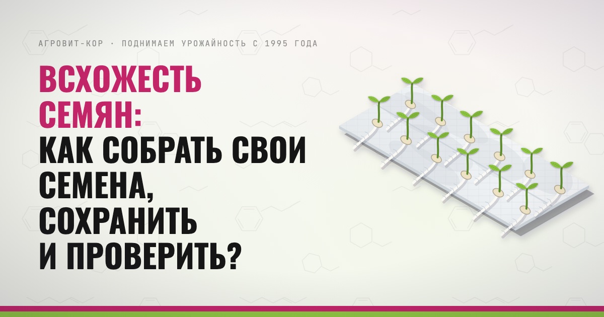 Всхожесть семян: как собрать свои семена, сохранить и проверить? — иллюстрация к статье блога АГРОВИТ-КОР