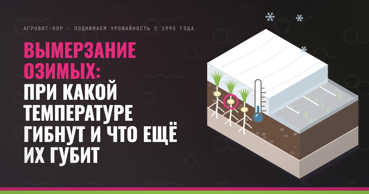 Вымерзание озимых: при какой температуре гибнут и что ещё их губит — иллюстрация к статье блога АГРОВИТ-КОР