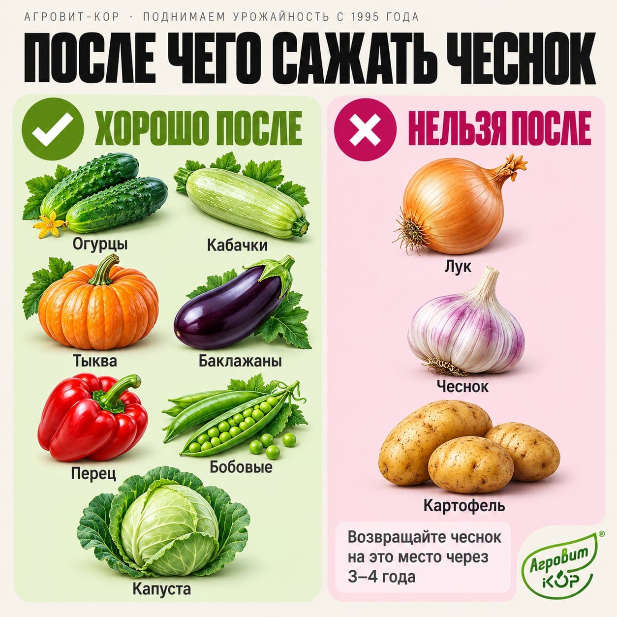 Карточка «После чего сажать чеснок»: хорошо после огурцов, кабачков, тыквы, баклажанов, перца, бобовых и капусты; нельзя после лука, чеснока и картофеля