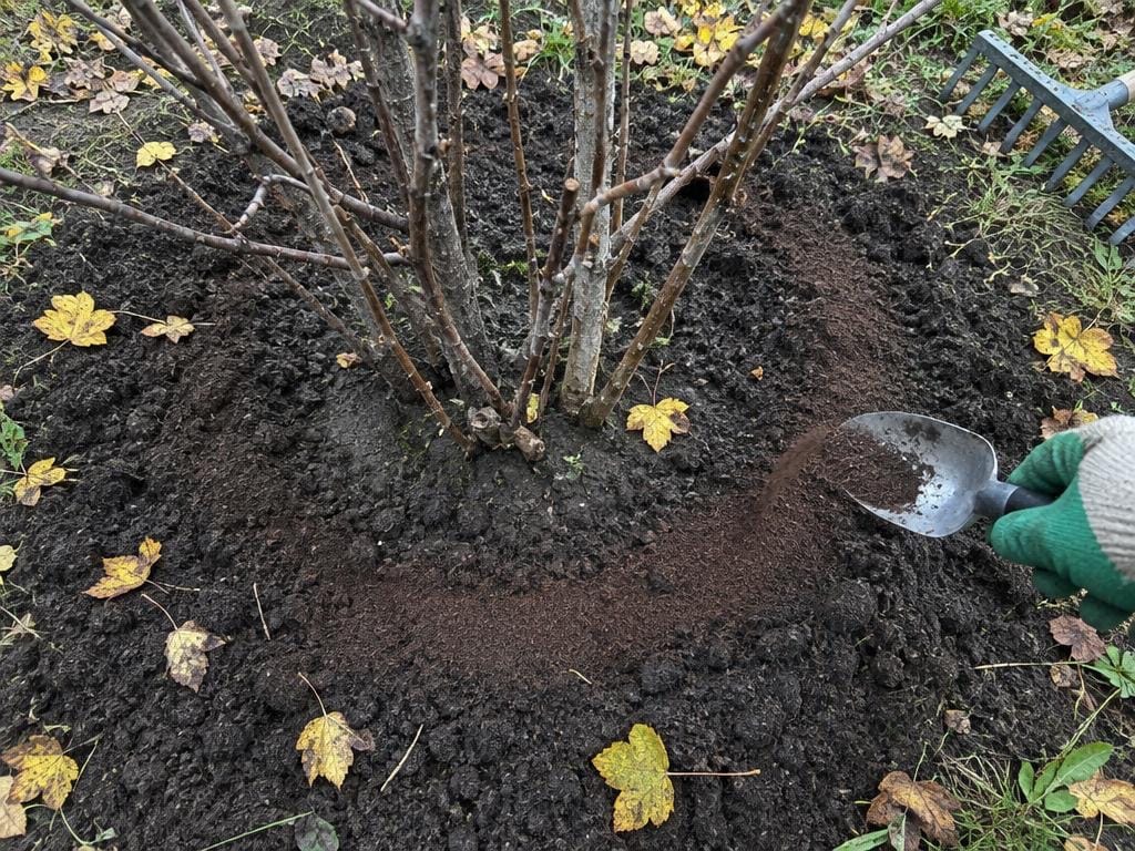 Рука в перчатке рассыпает сухое удобрение полосой вокруг куста смородины на взрыхлённой земле после листопада