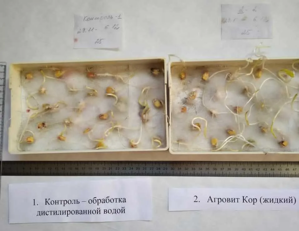 Два лотка с проросшими семенами: слева контроль, обработка дистиллированной водой, справа семена после АГРОВИТ-КОР с большим числом корешков