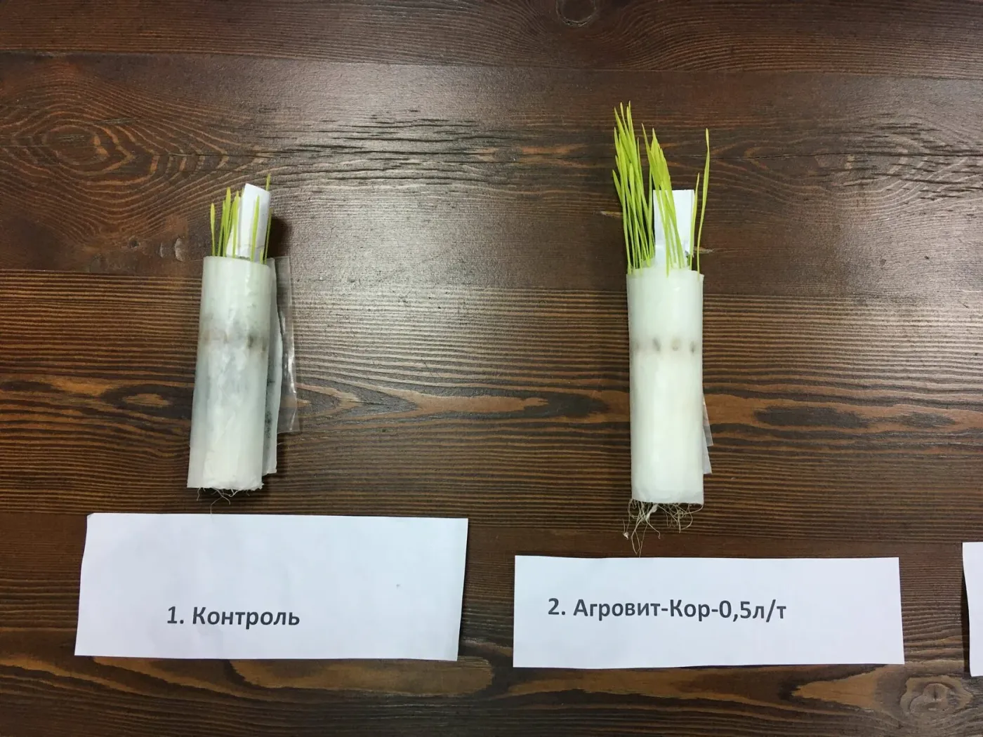 Семена, пророщенные в бумажных рулонах: слева контроль с редкими короткими ростками, справа семена после обработки АГРОВИТ-КОР с густыми высокими ростками